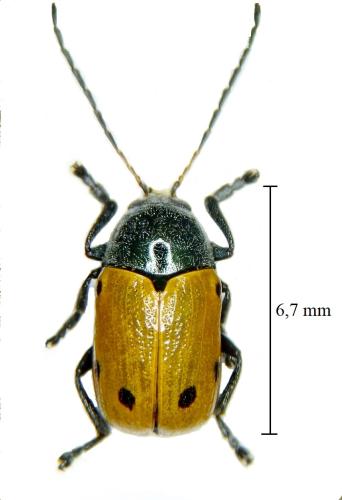 Réf. 307 083 : Cryptocephalus tristigma